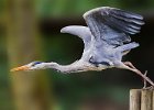 Purposeful Take Off - Peter Matthews (open)